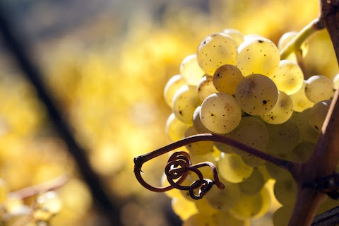 Dönnhoff Blanc de Blancs Brut 2021