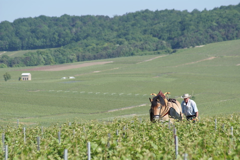 Marguet La Grande Ruelle 2020 Grand Cru Brut Nature BIO