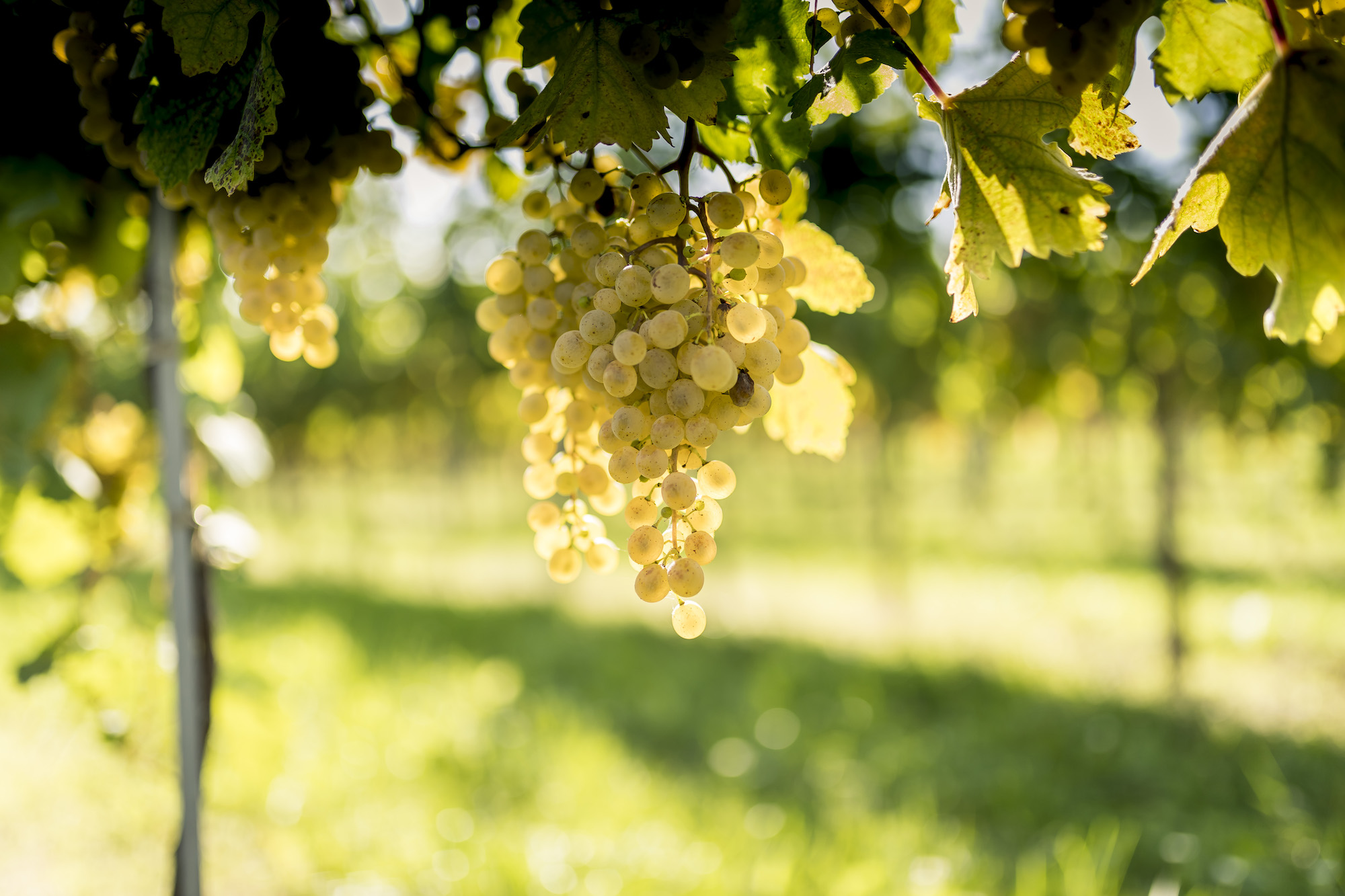 Blanc de Blancs und Blanc de Noirs: Zwei Stilprinzipien