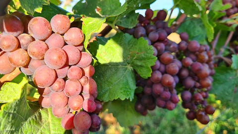 Dietrich Sekt Pinot Noir Rosé brut