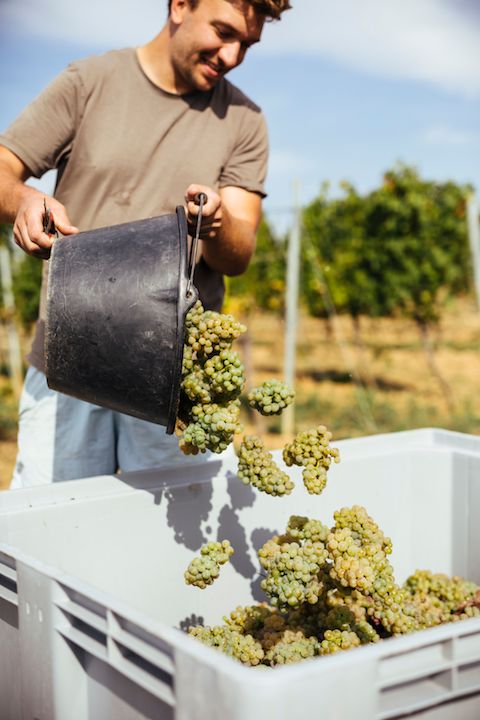 Weinreich Mineral brut BIO