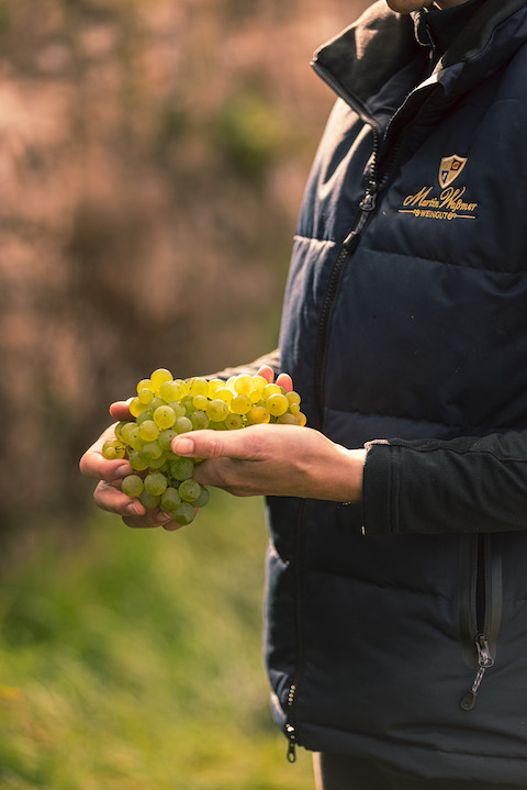 Martin Waßmer Pinot Rosé Sekt brut
