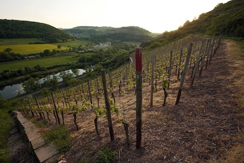 Dönnhoff Pinot Sekt 2021 Brut