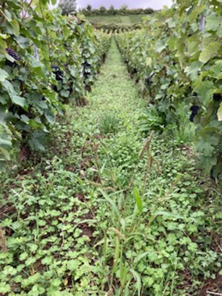 Mabe Les Petits Prévosts Bonneil Brut Nature