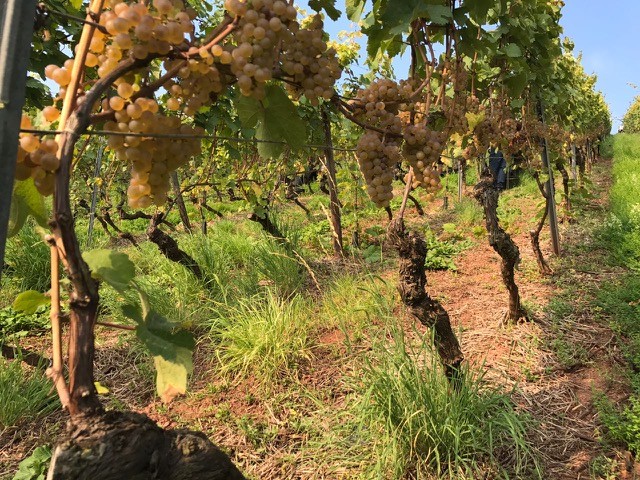 Battenfeld Spanier Blanc de Blancs 2016 Extra Brut BIO