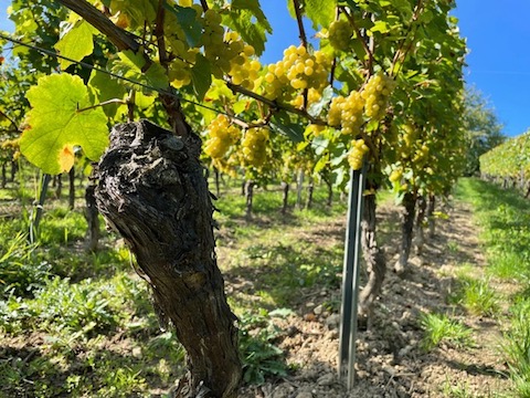 Battenfeld Spanier Blanc de Blancs 2016 Extra Brut BIO