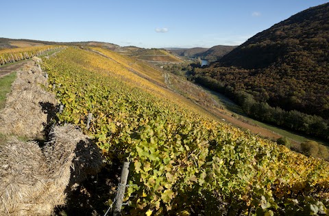 Dönnhoff Blanc de Blancs Brut 2021