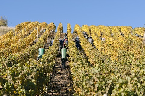 Dönnhoff Blanc de Blancs Brut 2021