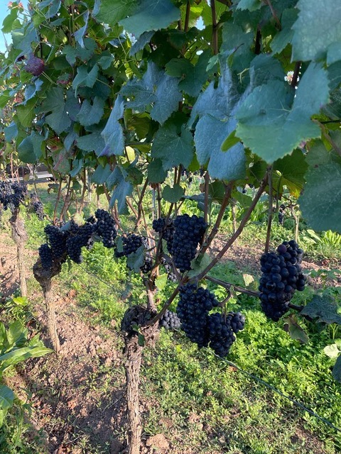 Battenfeld Spanier Blanc de Blancs 2016 Extra Brut BIO