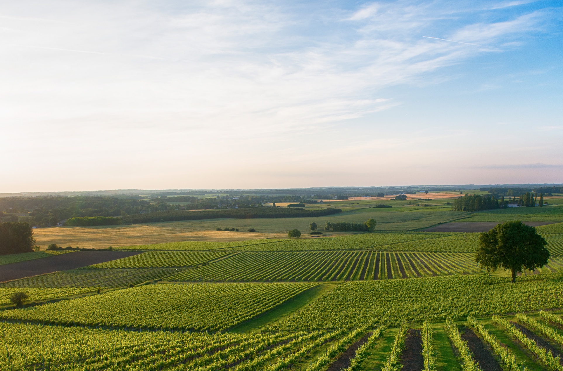 Englischer Schaumwein: Kreide, Klima und ein später Start