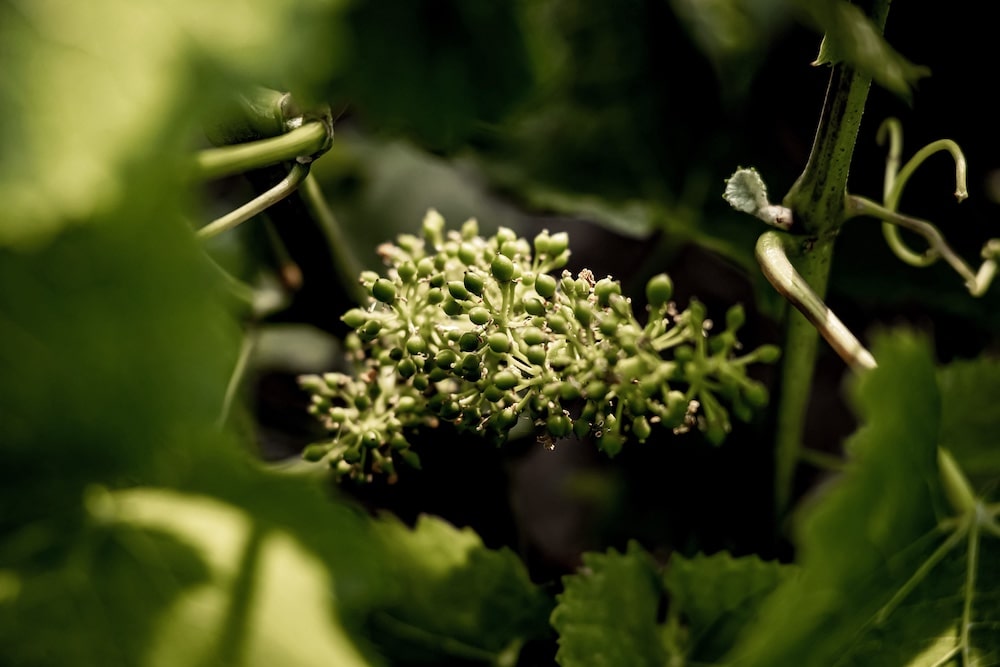 Cazé-Thibaut Naturellement Brut Nature BIO