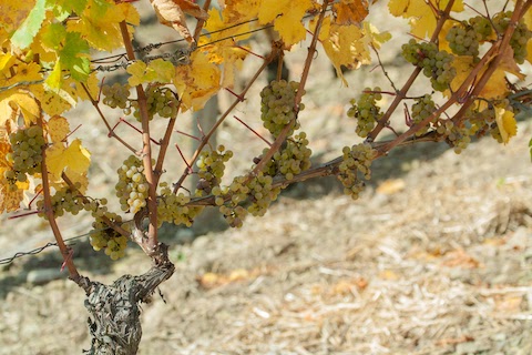 Dönnhoff Pinot Sekt 2021 Brut